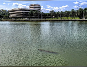 LE LAC AUX CAÏMANS