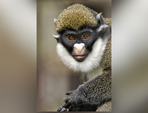 LES SINGES AU NEZ BLANC DU FLEUVE NERO