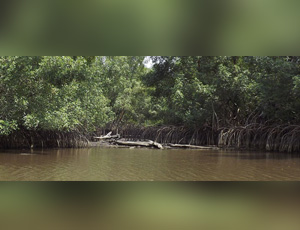 LA MANGROVE DE LA FORÊT CLASSEE DE PORT GAUTHIER